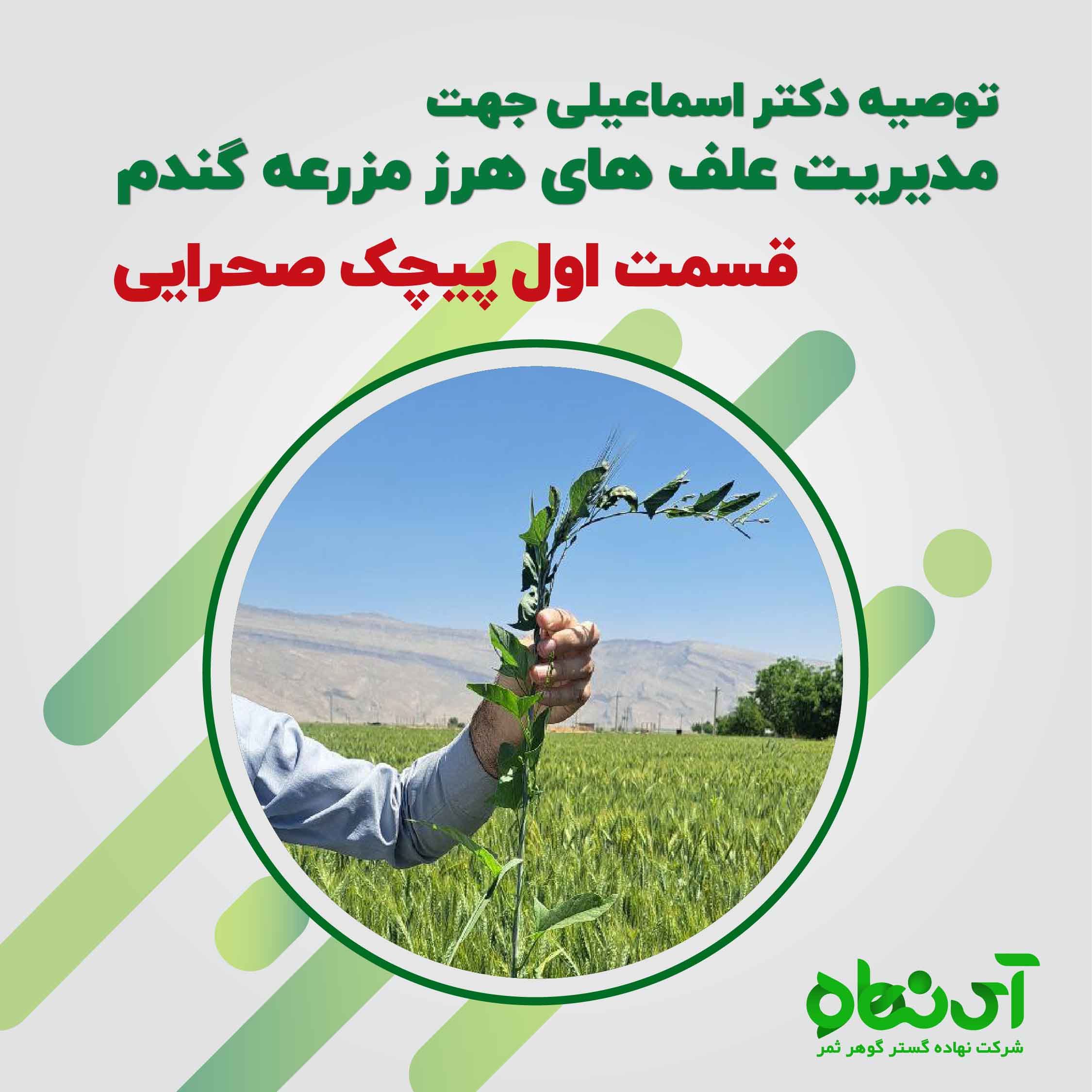 مدیریت علف های هرز مزرعه گندم قسمت اول پیچک صحرایی